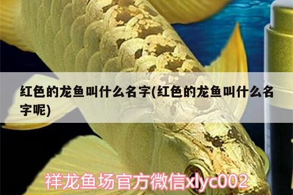 紅色的龍魚叫什么名字(紅色的龍魚叫什么名字呢)