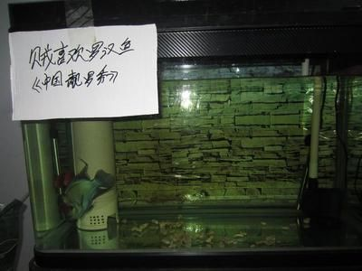 50厘米的魚缸能養羅漢魚嗎：羅漢魚的飼養技術