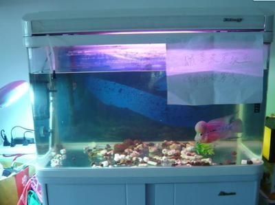 50厘米的魚缸能養羅漢魚嗎：羅漢魚的飼養技術