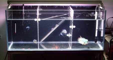 50厘米的魚缸能養羅漢魚嗎：羅漢魚的飼養技術 50厘米的魚缸能養羅漢魚嗎：羅漢魚的飼養技術 魚缸百科 第4張