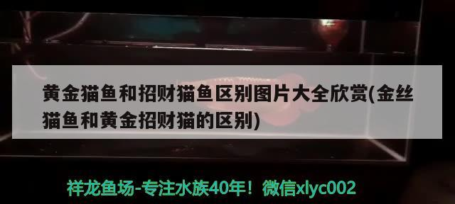 黃金貓魚和招財貓魚區別圖片大全欣賞(金絲貓魚和黃金招財貓的區別)