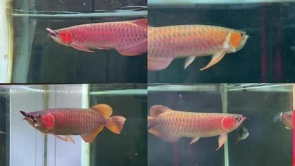 金龍魚和紅龍魚哪個體型大一點好養：金龍魚和紅龍魚的區別