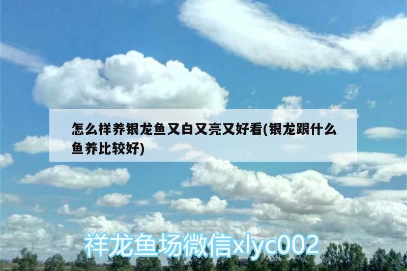 怎么樣養銀龍魚又白又亮又好看(銀龍跟什么魚養比較好)