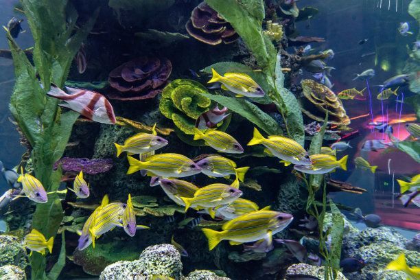 水族館中的魚類：上海海洋水族館中的魚類種類及其生活習(xí)性及其生活習(xí)性