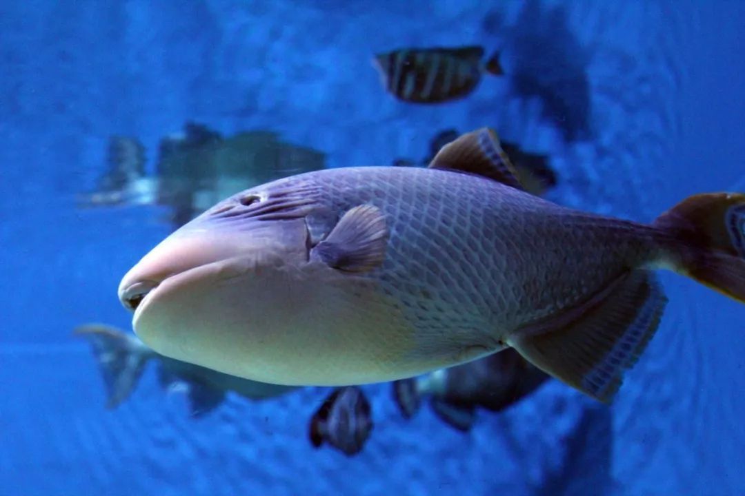水族館中的魚類：上海海洋水族館中的魚類種類及其生活習(xí)性及其生活習(xí)性