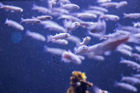 水族館中的魚類：上海海洋水族館中的魚類種類及其生活習(xí)性及其生活習(xí)性