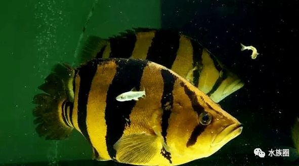 泰國虎魚適應環境研究，泰國虎魚是一種適應性較強的魚類，泰國虎魚水質管理技巧
