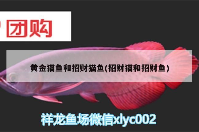 黃金貓魚和招財貓魚(招財貓和招財魚)