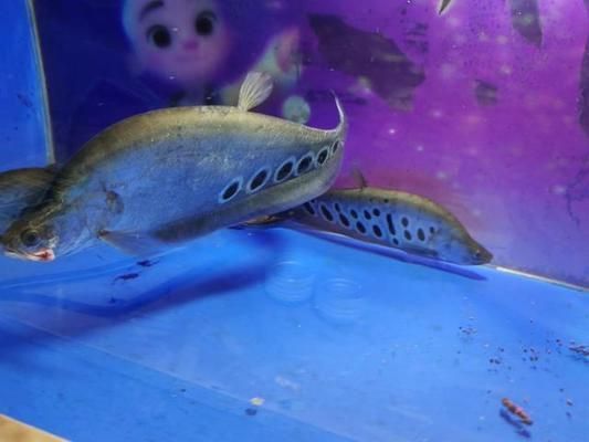 大型魚缸品牌排行榜最新（大型魚缸品牌排行榜最新圖片）