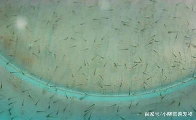 觀賞魚只喂豐年蝦好嗎（觀賞魚只喂豐年蝦并不是一個理想的喂食方案，它并不是一個理想的喂食方案）