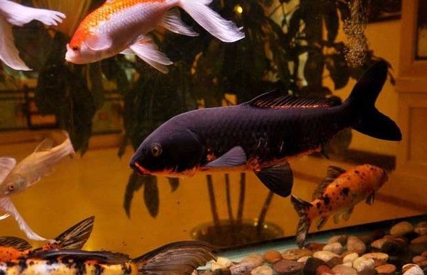 觀賞魚只喂豐年蝦好嗎（觀賞魚只喂豐年蝦并不是一個理想的喂食方案，它并不是一個理想的喂食方案）