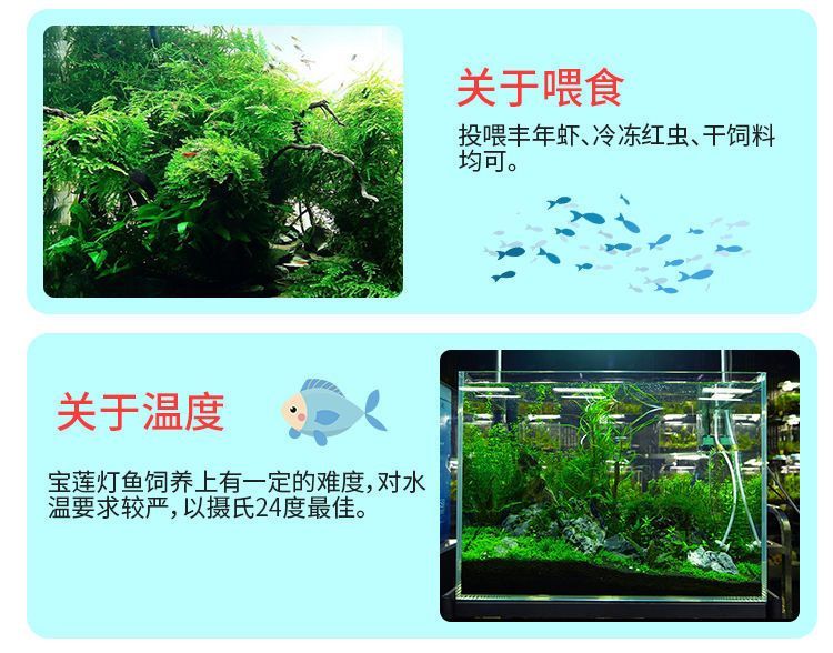 觀賞魚只喂豐年蝦好嗎（觀賞魚只喂豐年蝦并不是一個理想的喂食方案，它并不是一個理想的喂食方案）