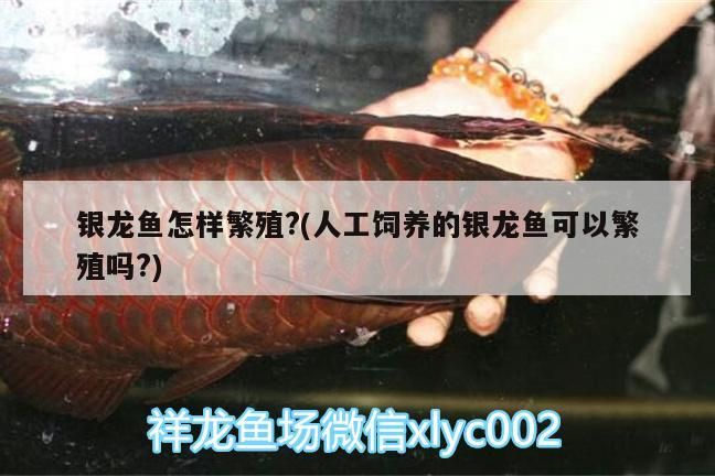 銀龍魚(yú)怎樣繁殖?(人工飼養(yǎng)的銀龍魚(yú)可以繁殖嗎?)