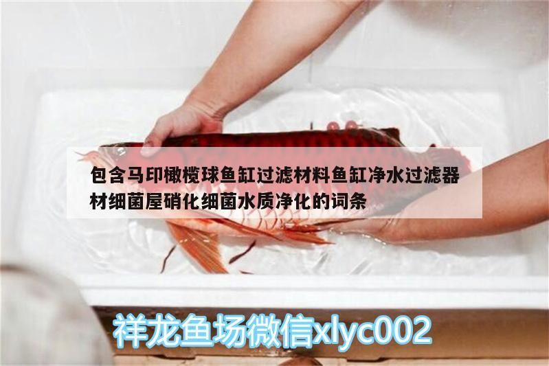 包含馬印橄欖球魚缸過濾材料魚缸凈水過濾器材細菌屋硝化細菌水質凈化的詞條