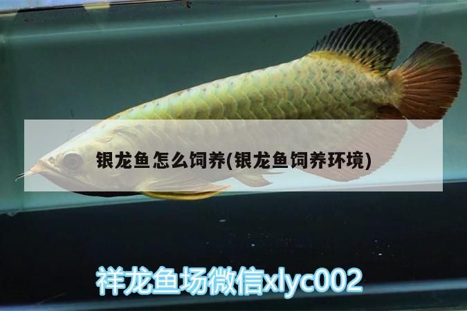 銀龍魚怎么飼養(銀龍魚飼養環境)
