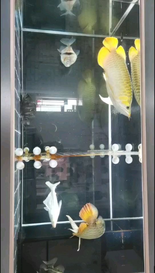 十堰觀賞魚市場nec跟馬印神燈那個好