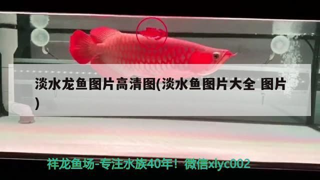 淡水龍魚圖片高清圖(淡水魚圖片大全圖片)