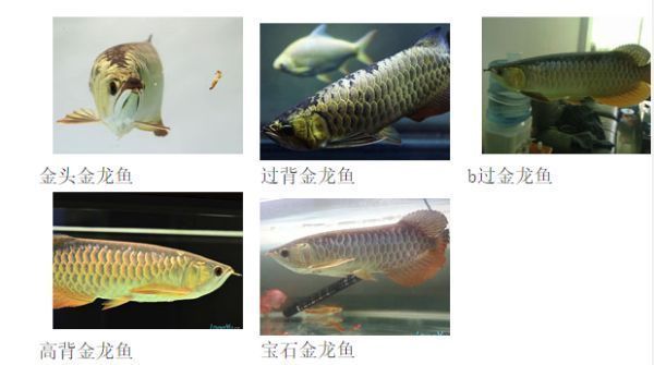 金龍魚血統等級劃分標準：金龍魚的血統等級劃分