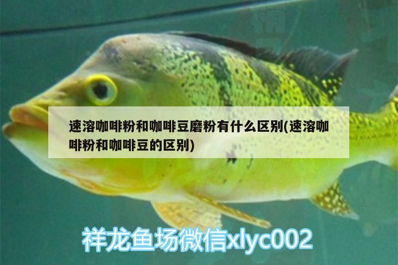 速溶咖啡粉和咖啡豆磨粉有什么區別(速溶咖啡粉和咖啡豆的區別)