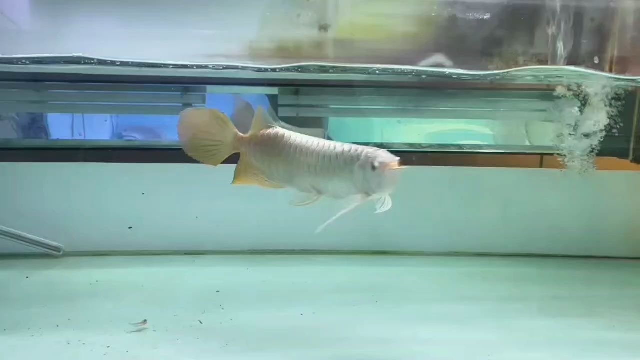 挺不錯一條魚，一字頭出
