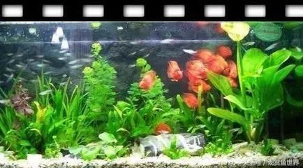 60魚缸能養雷龍蛇嗎：60厘米的魚缸適合養什么樣的魚