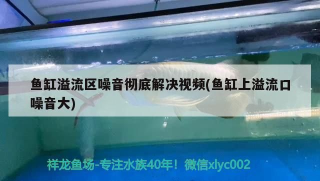 過背金龍魚怎么看年齡大小圖解(成年過背金龍魚多少公分)
