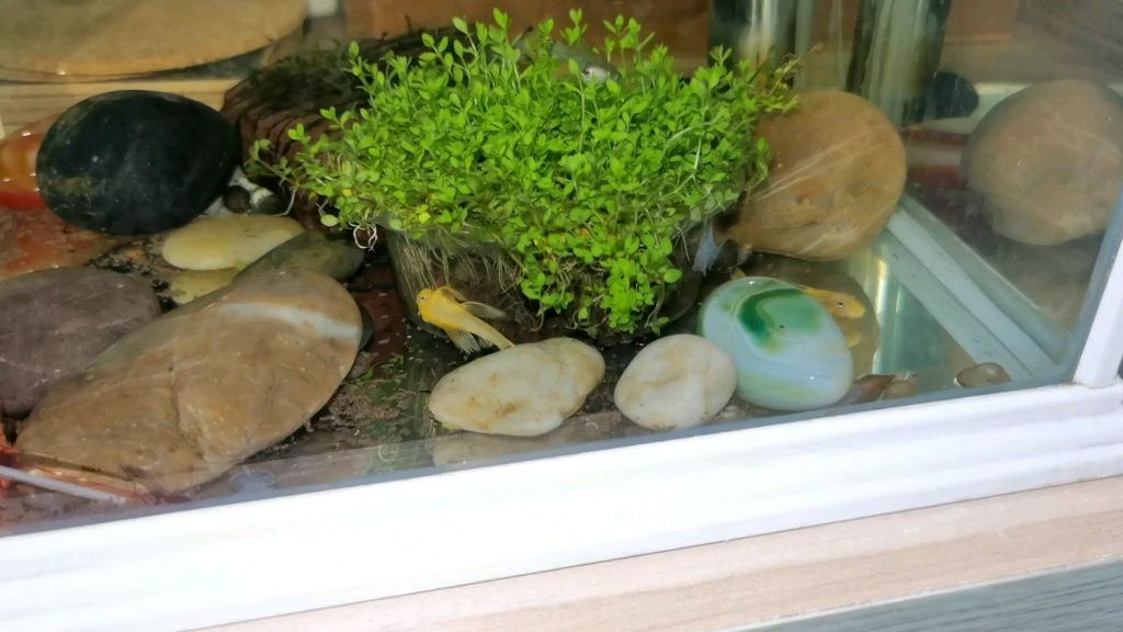 豬鼻龜養多大合適：豬鼻龜最大能養到多大
