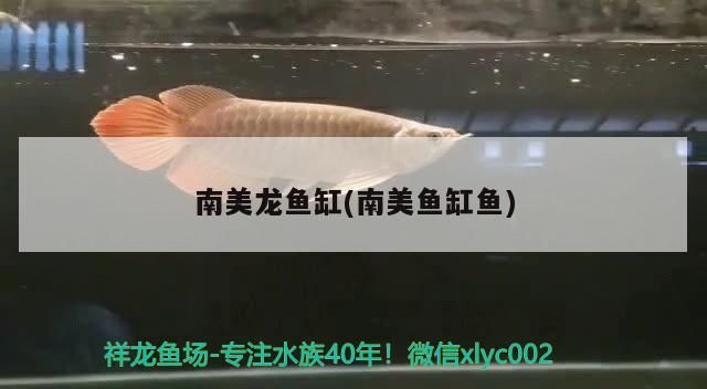 南美龍魚(yú)缸(南美魚(yú)缸魚(yú))