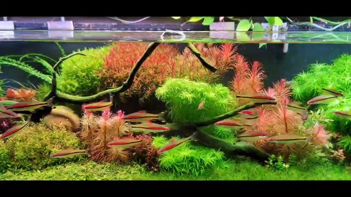 2.2米草缸