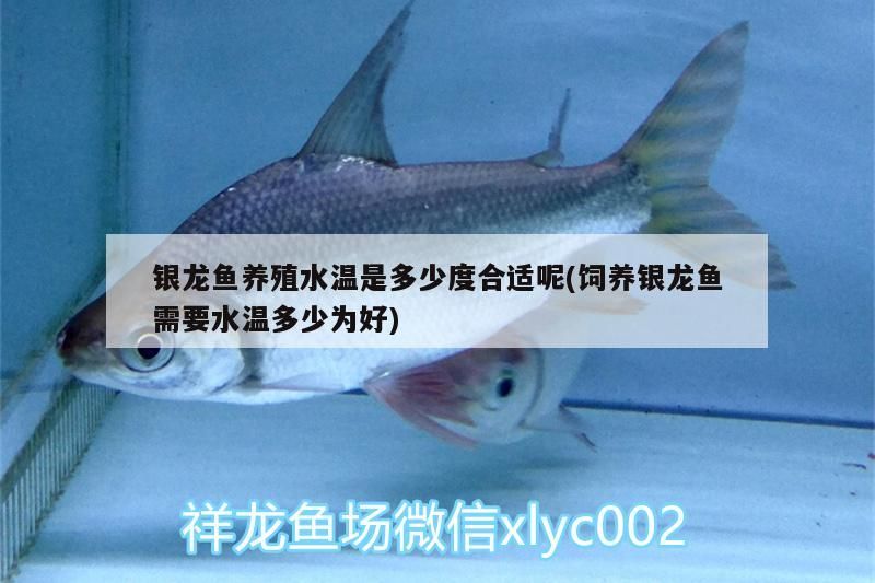 銀龍魚養(yǎng)殖水溫是多少度合適呢(飼養(yǎng)銀龍魚需要水溫多少為好)