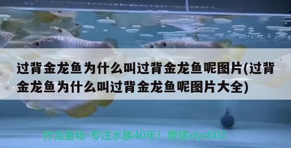 過背金龍魚為什么叫過背金龍魚呢圖片(過背金龍魚為什么叫過背金龍魚呢圖片大全)