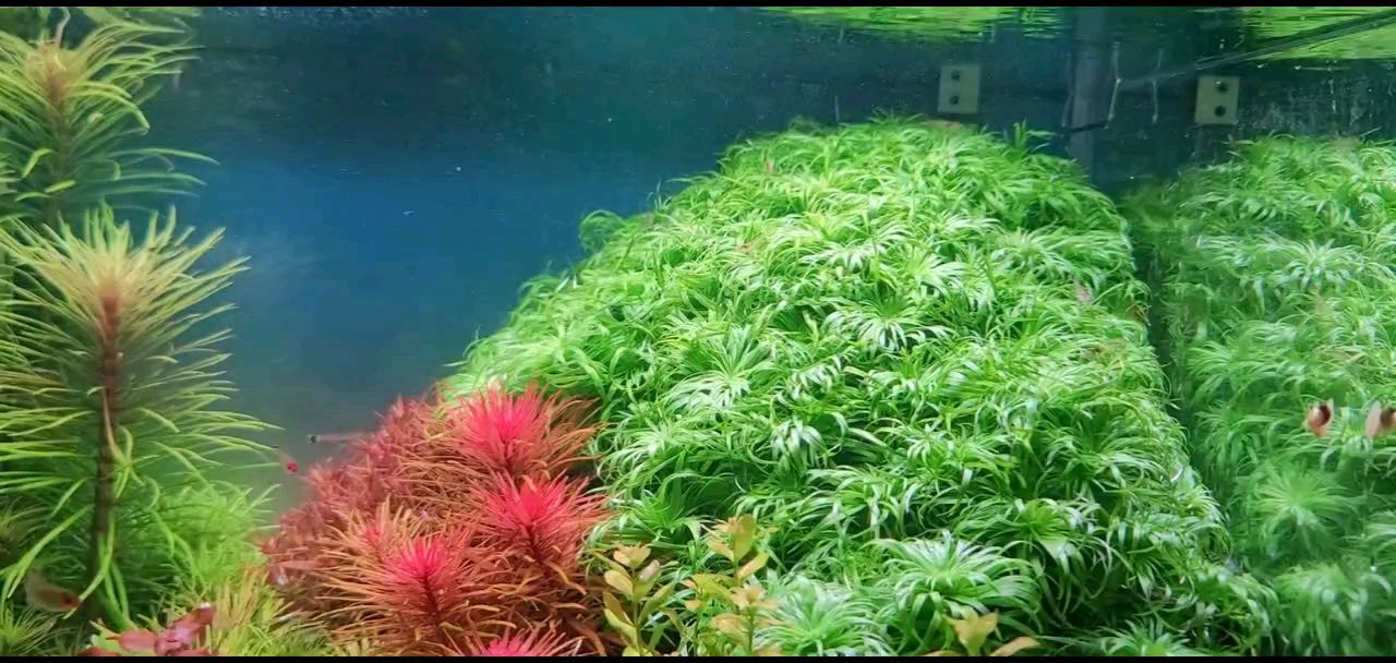 60??40小缸造景，綠太陽(yáng)達(dá)到巔峰