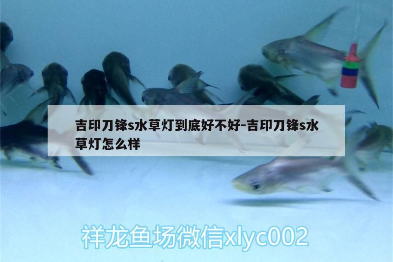 吉印刀鋒s水草燈到底好不好:吉印刀鋒s水草燈怎么樣