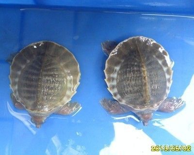 豬鼻龜 價格：關于豬鼻龜價格和豬鼻龜價格為什么猛漲