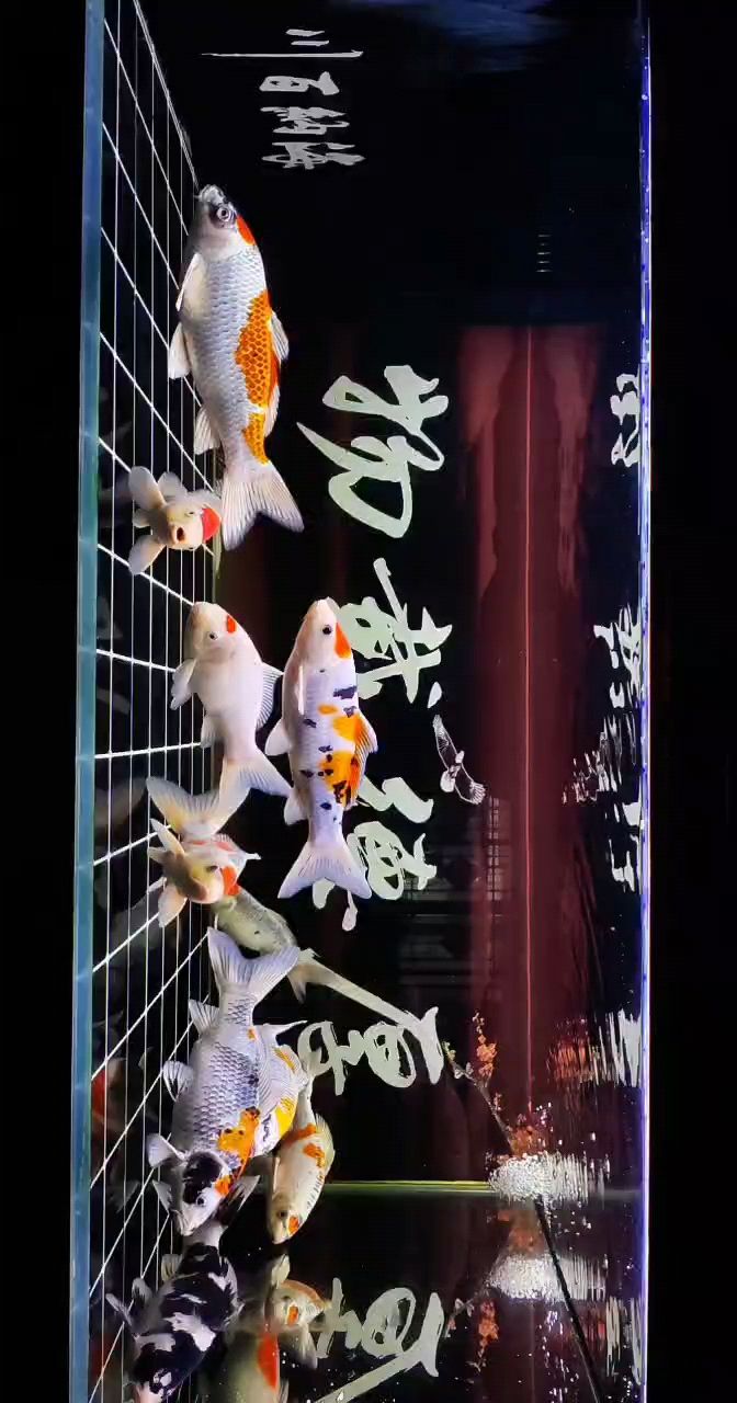 十一月今天拍攝