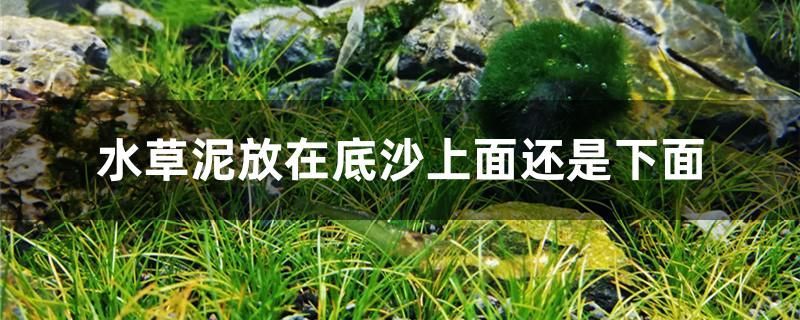 魚缸 水草泥放在底沙上面還是下面 元寶鳳凰魚百科 水草泥放在底沙上面還是下面 水草泥放在底沙上面還是下面 元寶鳳凰魚百科