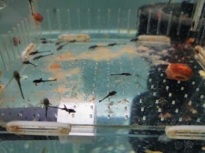 廣州觀賞魚店員工工資（廣州地區觀賞魚店員工的薪資情況） 廣州觀賞魚店員工工資（廣州地區觀賞魚店員工的薪資情況） 老魚匠 第1張