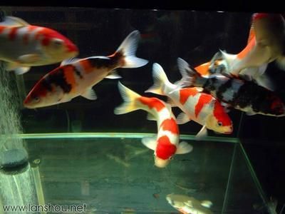 廣州觀賞魚店員工工資（廣州地區觀賞魚店員工的薪資情況） 廣州觀賞魚店員工工資（廣州地區觀賞魚店員工的薪資情況） 老魚匠 第4張
