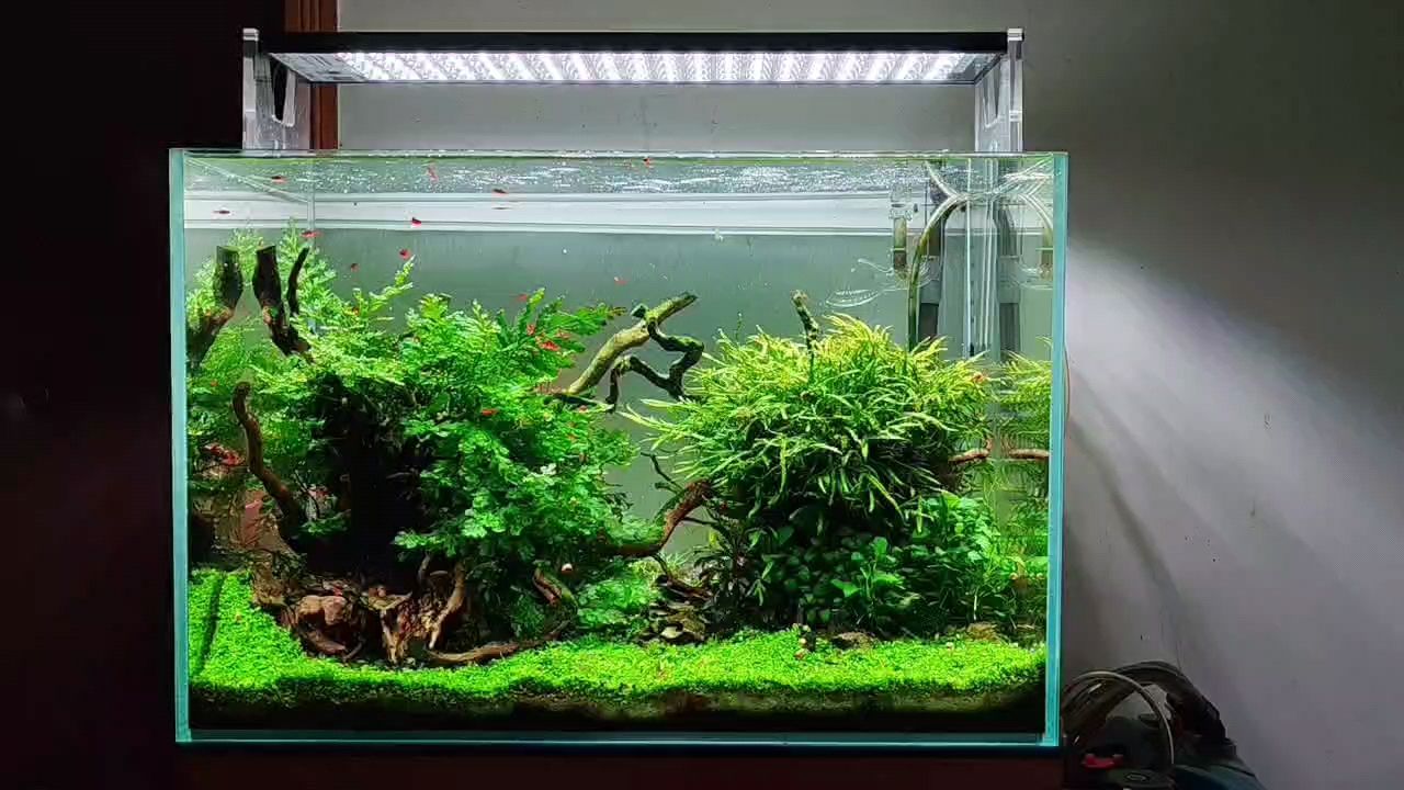 60草缸小景 龍魚論壇 60草缸小景 60草缸小景 龍魚論壇