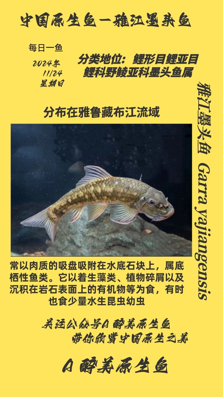 <strong><mark>雅江</mark></strong>原生魚
