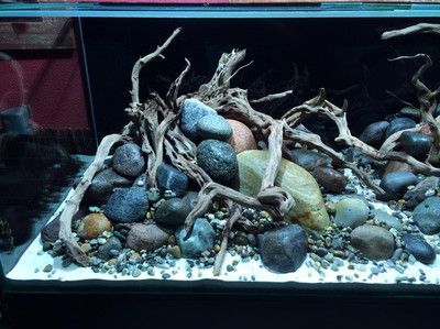 35厘米原生魚缸造景：35厘米原生魚缸的造景技巧