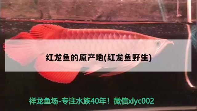 阜陽市開發區沙瀾花卉店