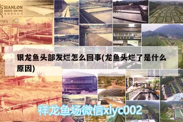 銀龍魚頭部發爛怎么回事(龍魚頭爛了是什么原因)