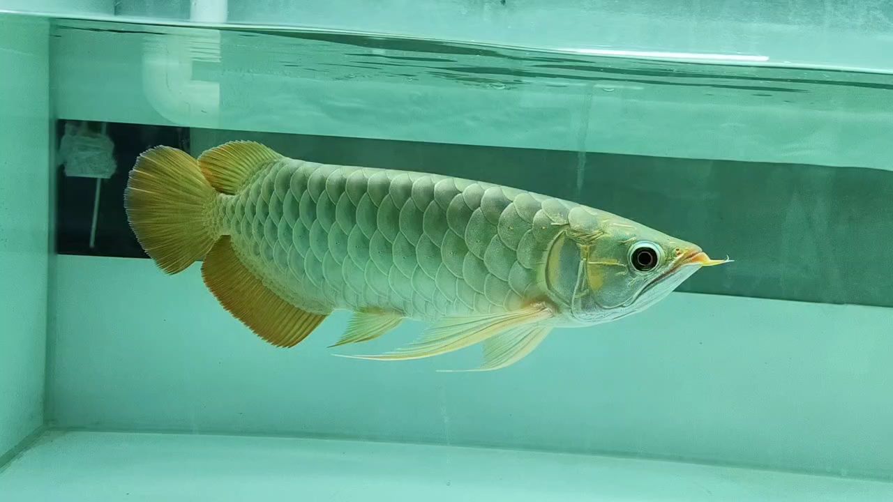 魚缸用增氧泵價格是多少:魚缸增氧機-xtrac增氧機-xtrac增氧機 超級大扇尾,尾巴還在繼續長。喜歡大扇尾紅龍極品貨的看過來 龍魚論壇 超級大扇尾,尾巴還在繼續長。喜歡大扇尾紅龍極品貨的看過來 超級大扇尾,尾巴還在繼續長。喜歡大扇尾紅龍極品貨的看過來 龍魚論壇