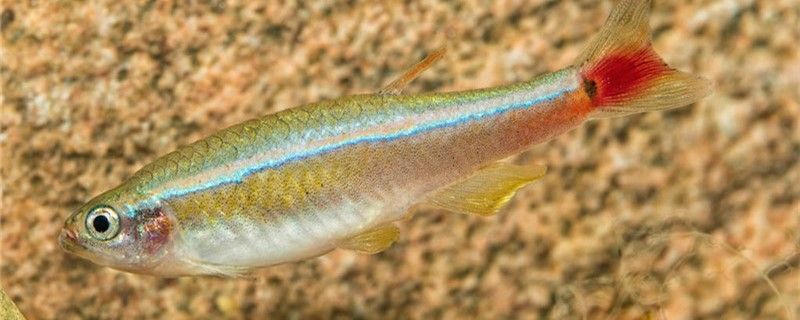 白云金絲是上層魚還是中層魚用多深的水養好