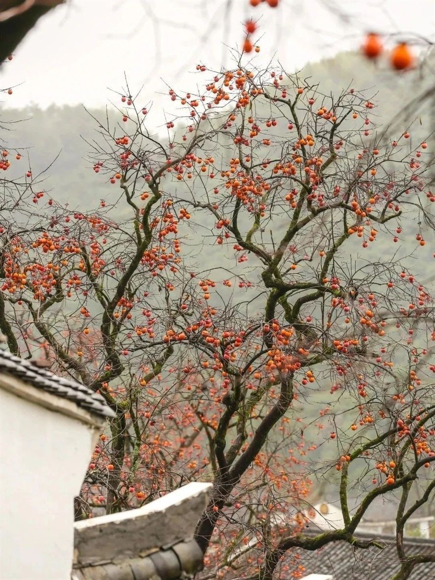 柿柿如意