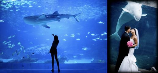 水族館生意怎么樣啊：水族館市場競爭優勢分析
