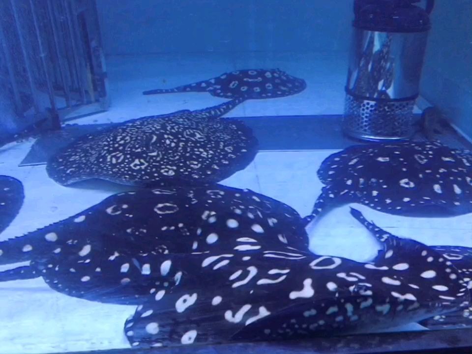 北京翔宇高峰水族用品店