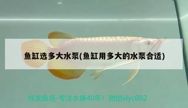 魚缸選多大水泵(魚缸用多大的水泵合適) 魚缸選多大水泵(魚缸用多大的水泵合適) 黃金貓魚百科