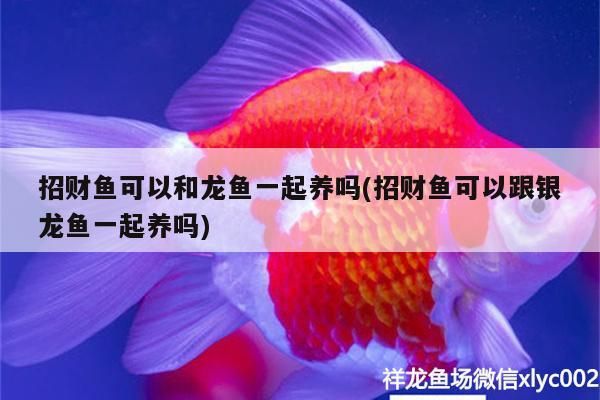 金龍魚 招財魚可以和龍魚一起養嗎(招財魚可以跟銀龍魚一起養嗎) 銀龍魚百科 招財魚可以和龍魚一起養嗎(招財魚可以跟銀龍魚一起養嗎) 招財魚可以和龍魚一起養嗎(招財魚可以跟銀龍魚一起養嗎) 銀龍魚百科